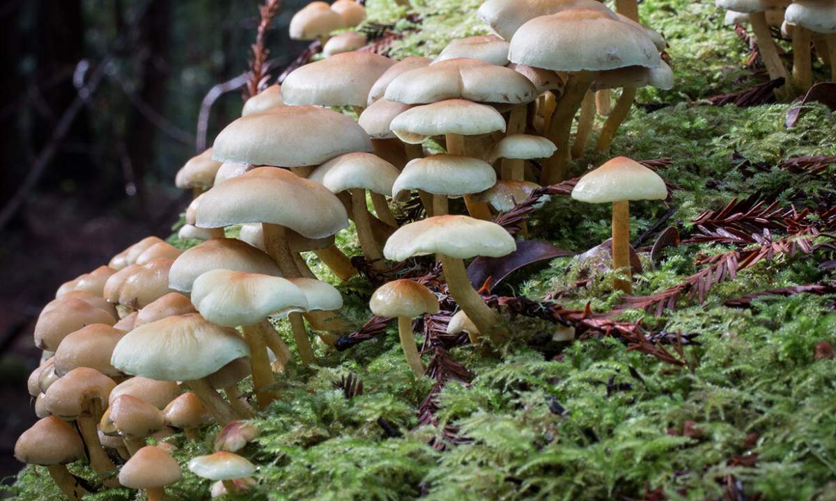 Ілюстративне фото