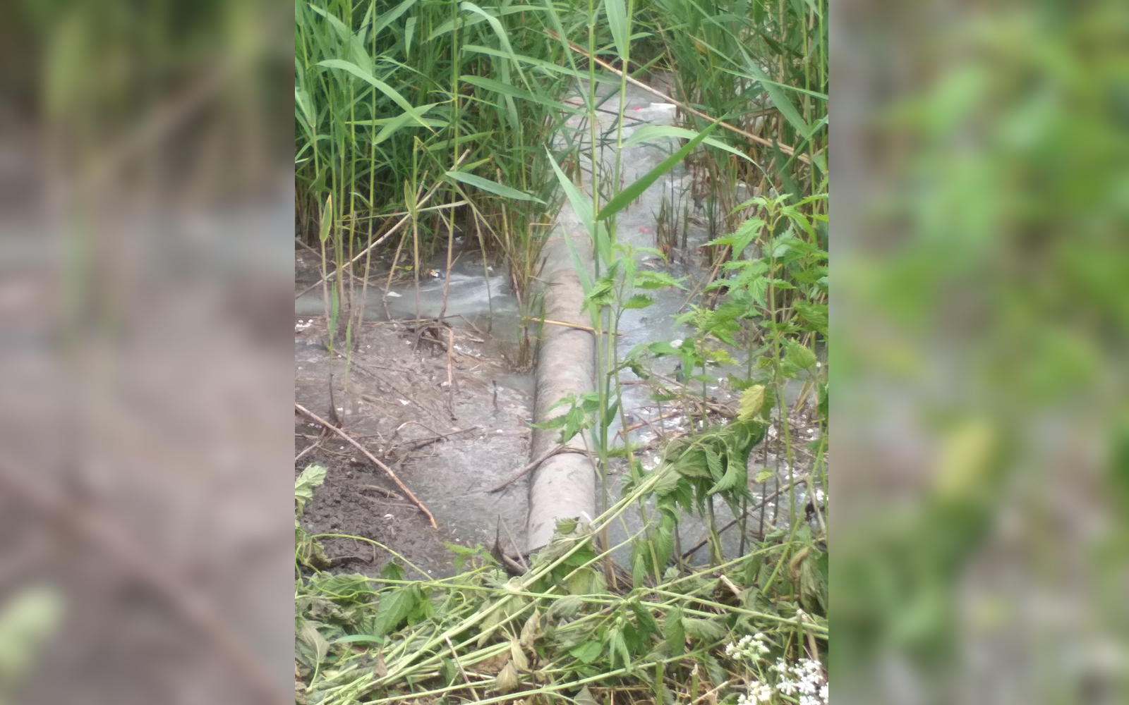 Скидання зворотних вод молокозаводу у 2019 році