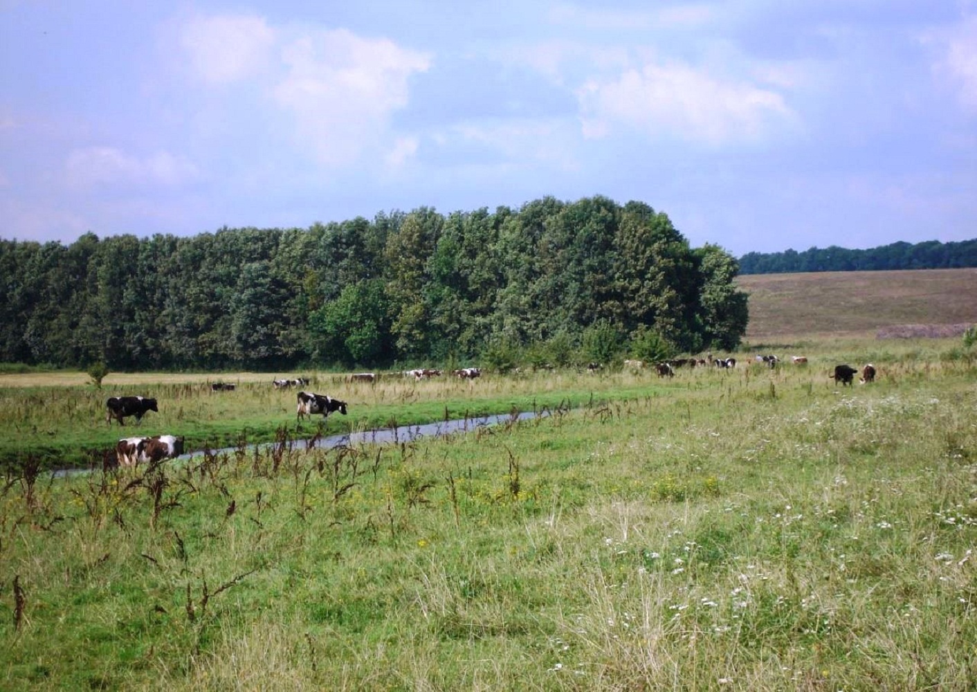 Ілюстративне фото