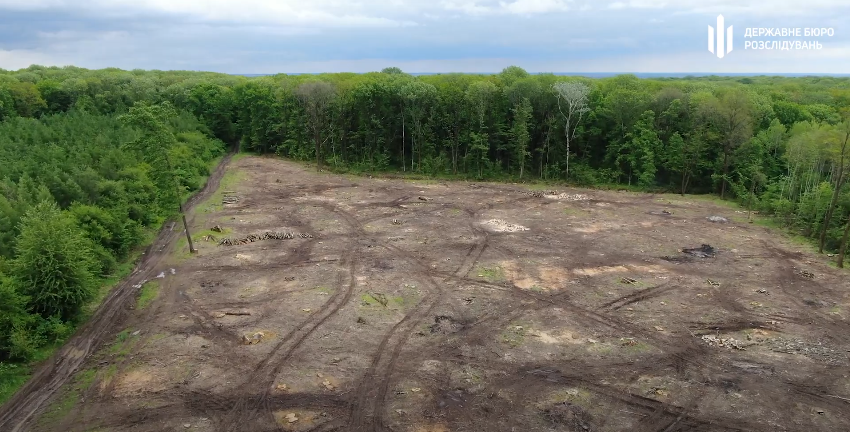 Незаконна вирубка дерев на Миргородщині