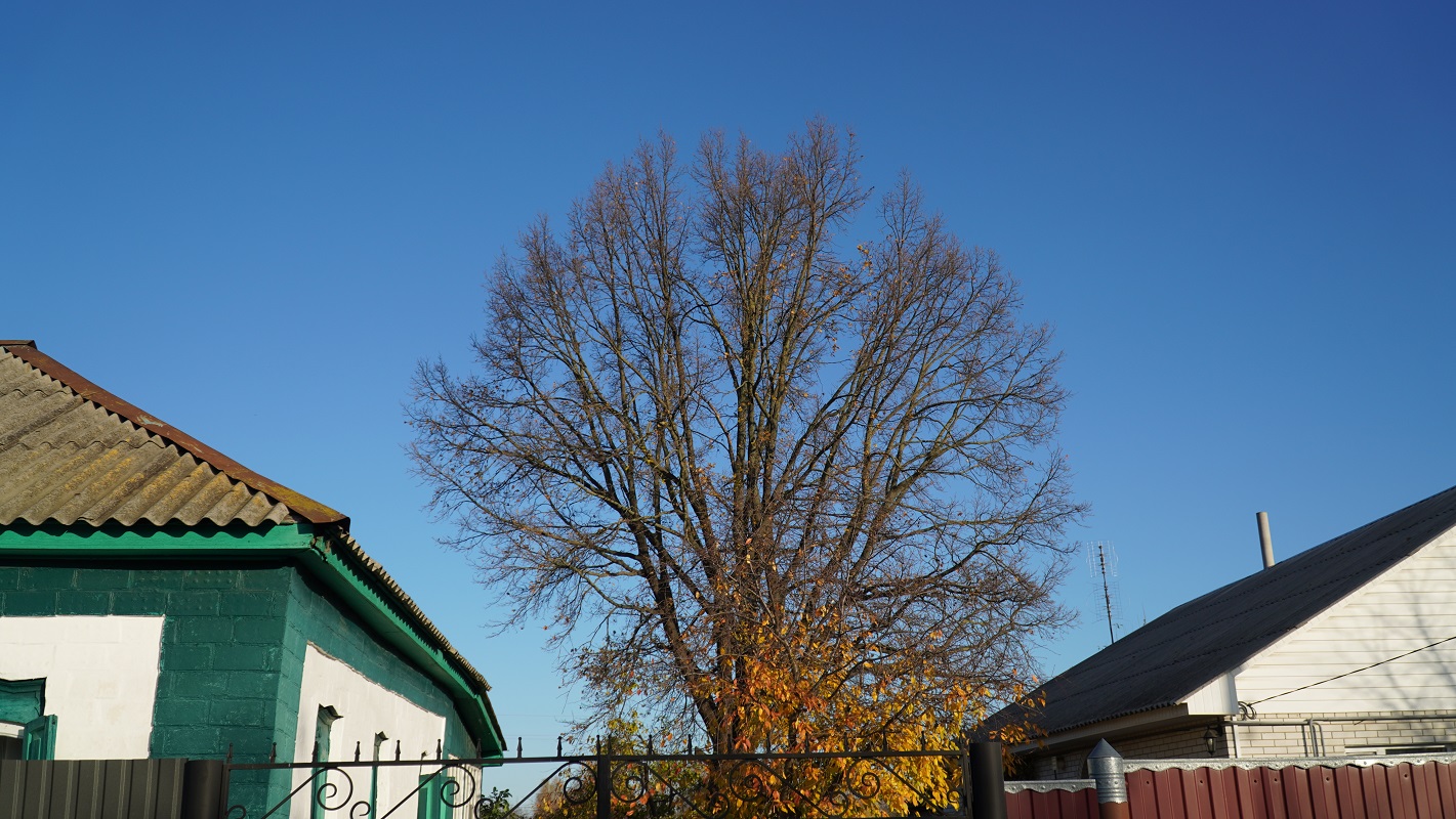 Дуб у Котельві