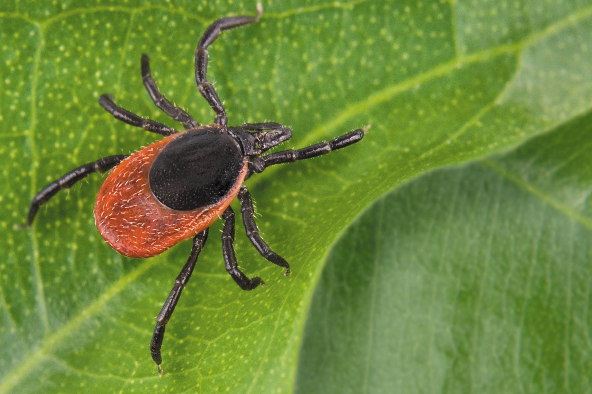 Ілюстративне фото