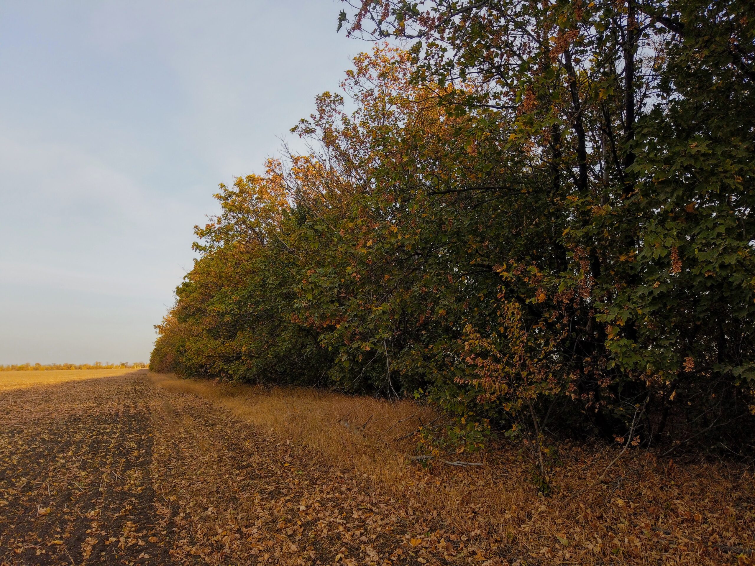 Ілюстративне фото. Лісосмуга на Дніпропетровщині
