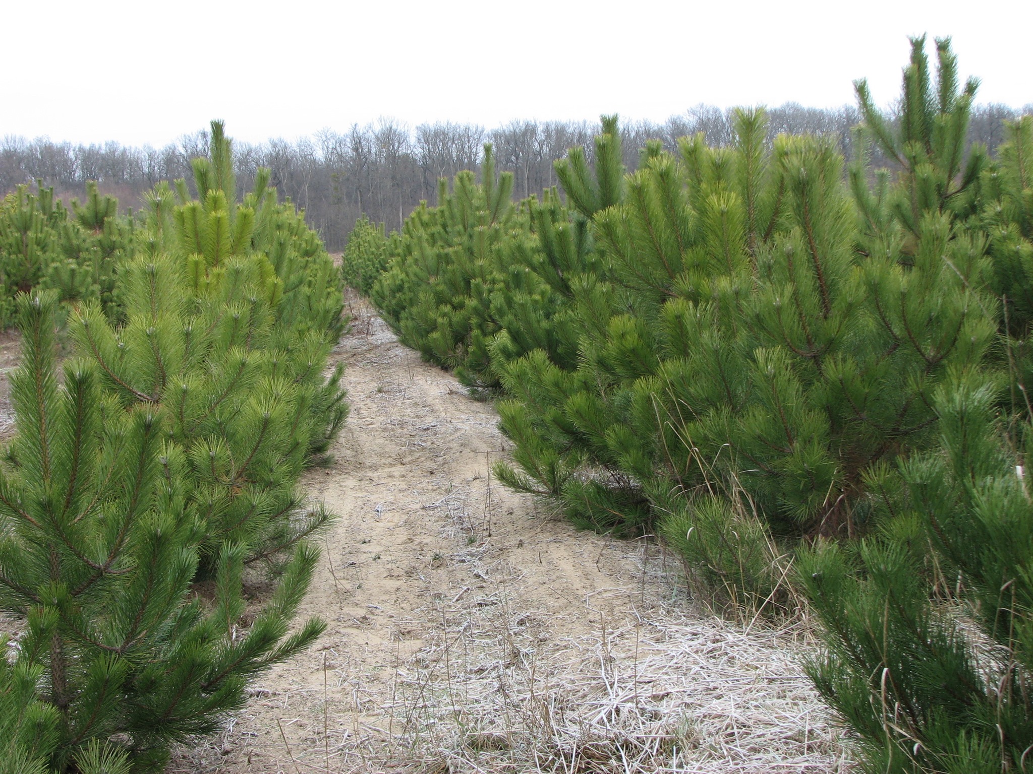 Ілюстративне фото