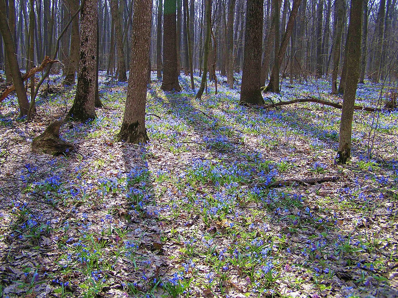 Регіональний ландшафтний парк «Диканський». Ілюстративне фото
