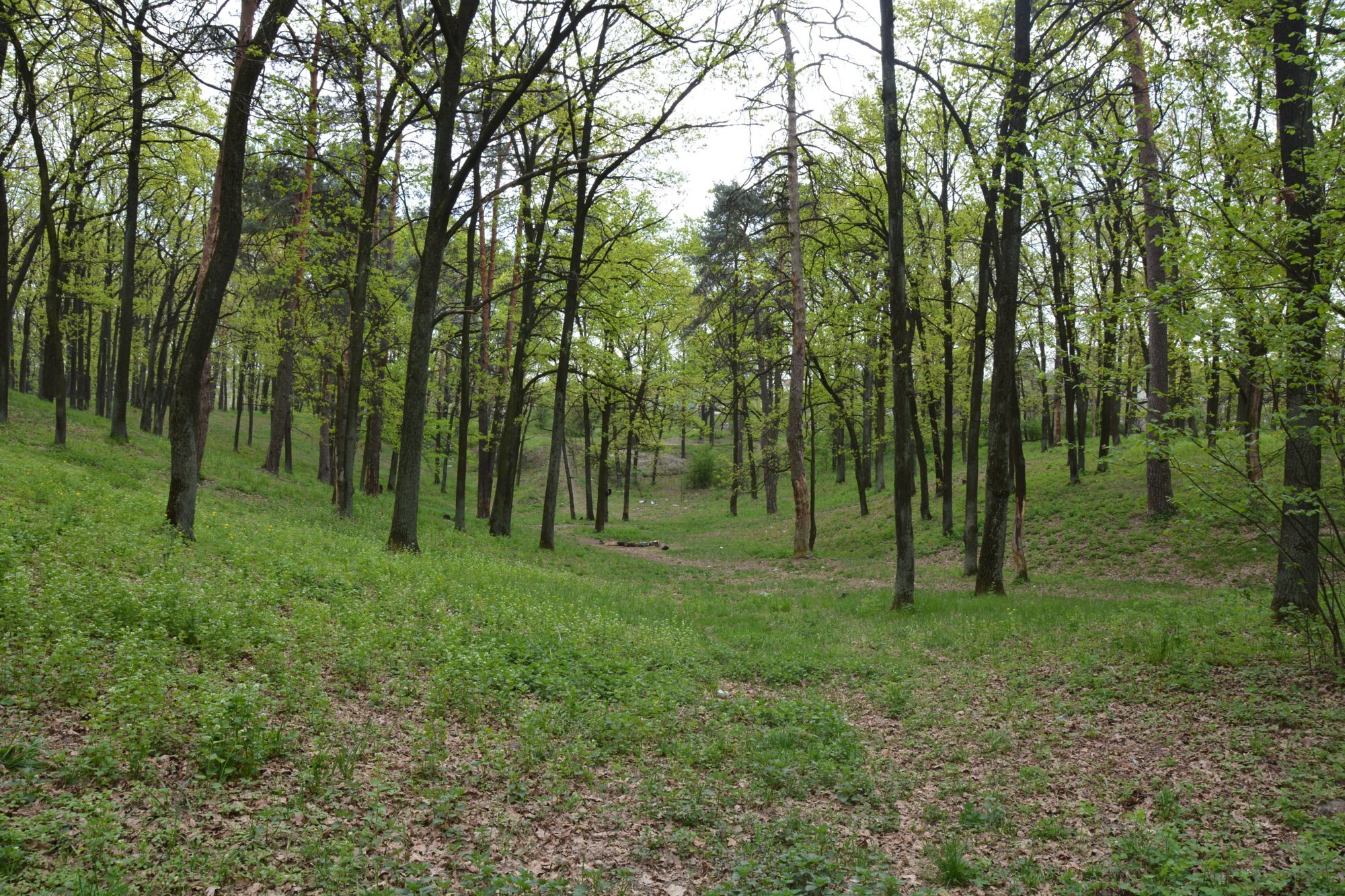 Ліс. Ілюстративне фото