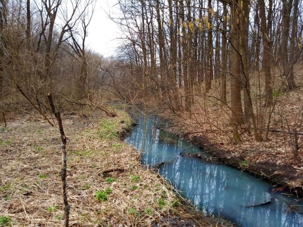 Гришків ліс