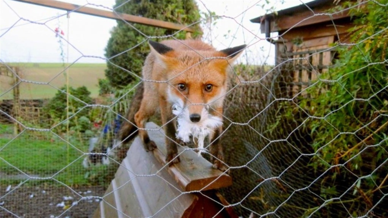 Ілюстративне фото