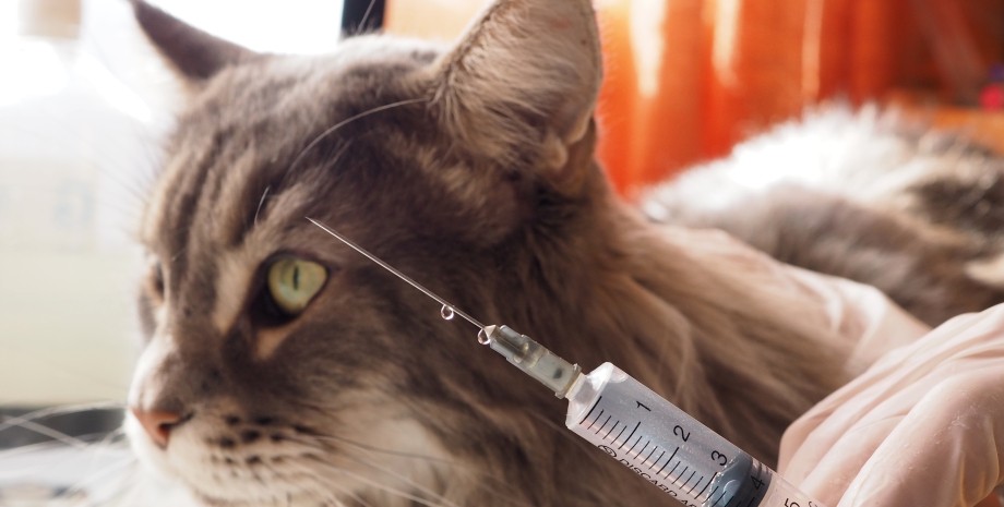Кіт на вакцинації