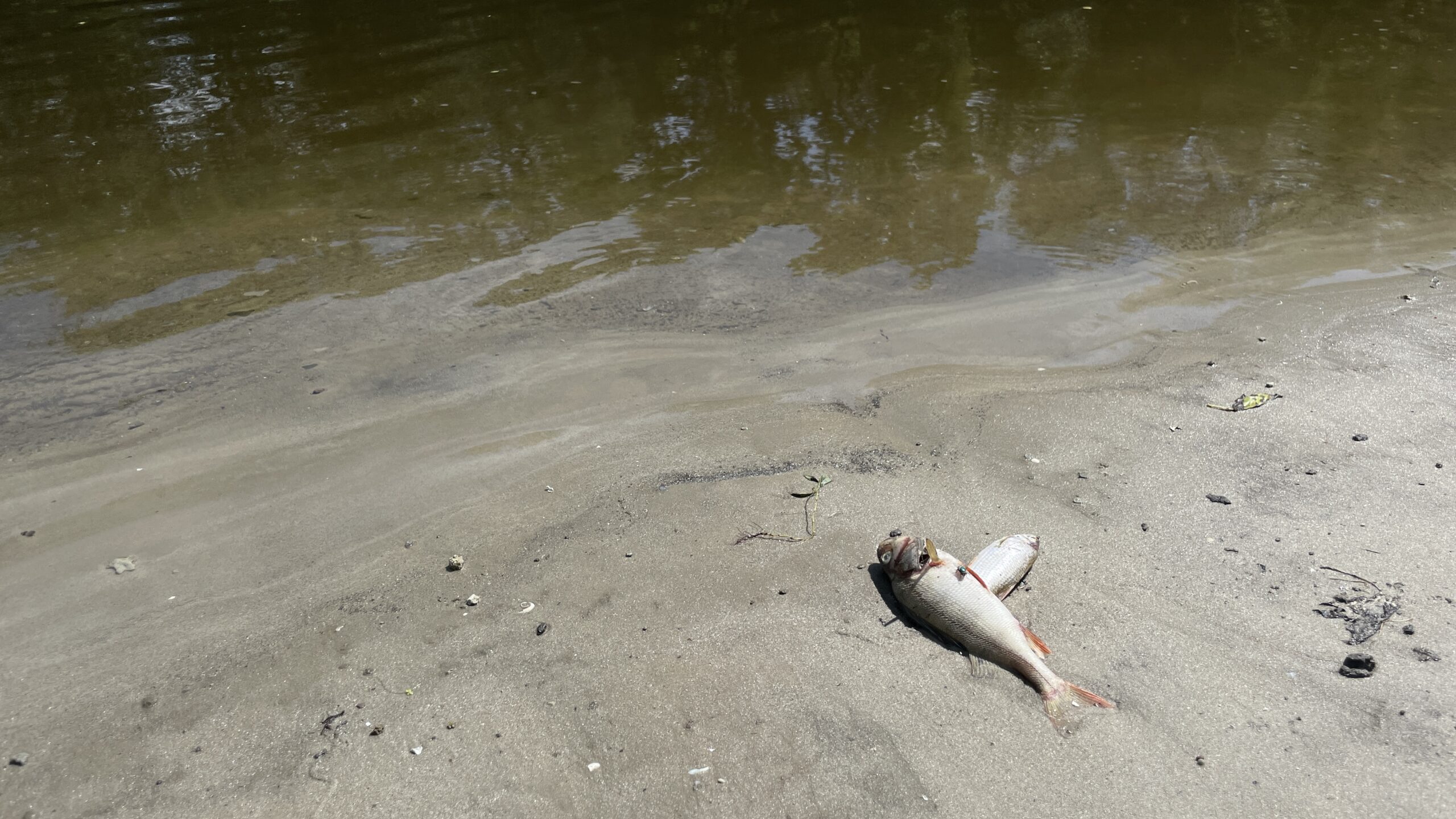 Забруднення річки Псел