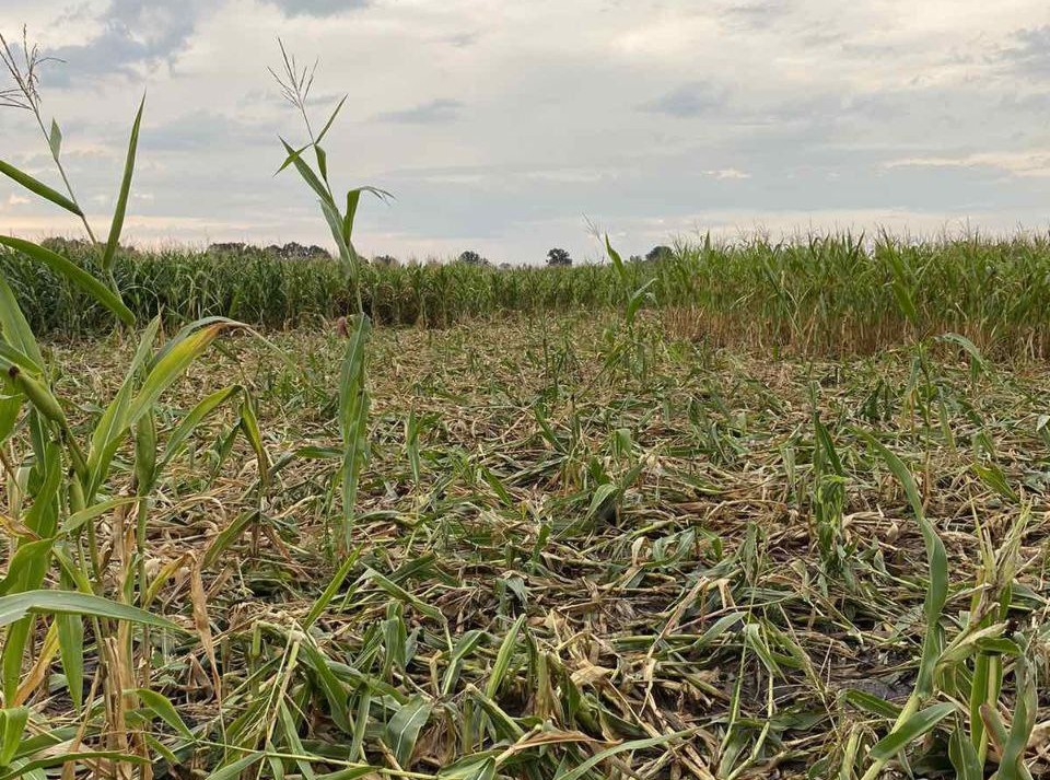 Ілюстративна світлина