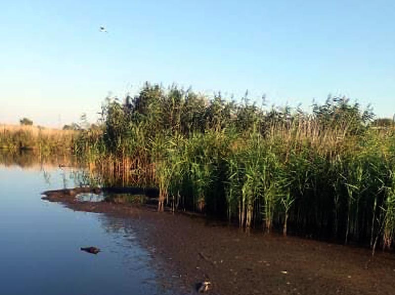забруднення водойми