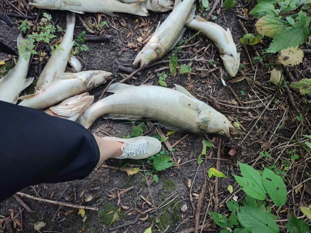 Загибель риби й раків