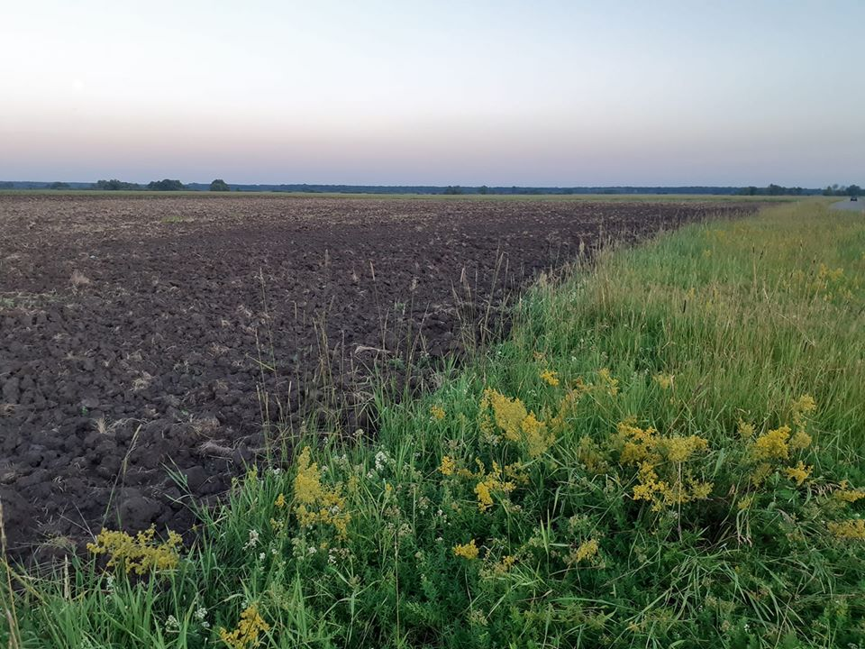 Розорювання лук. Ілюстративне фото