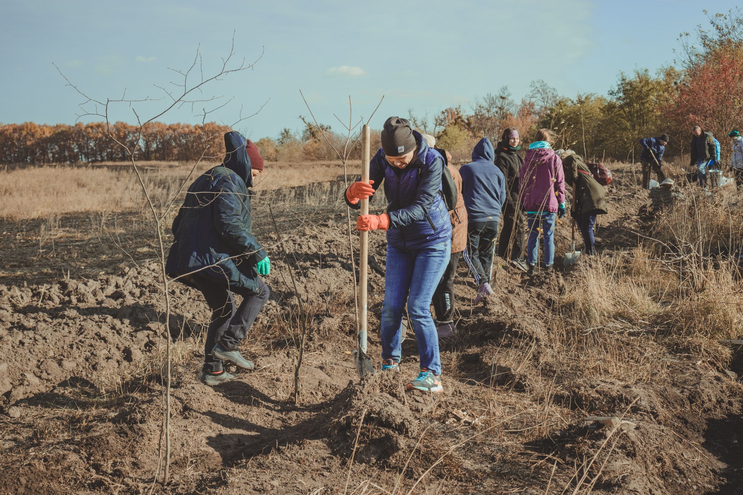 Ілюстративне фото. Висаджування лісосмуги