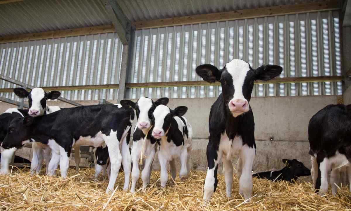 Ілюстративне фото