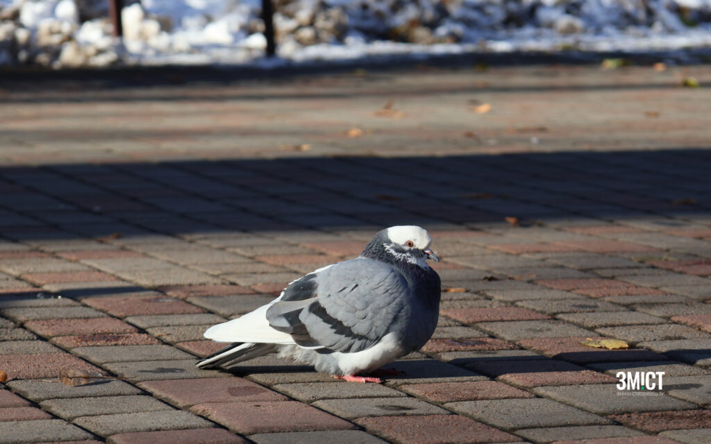Полтава: зимові фото