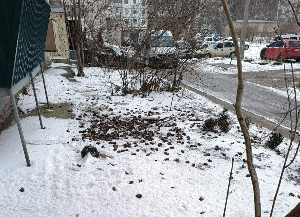 Падіння кажанів з балкону в Полтаві