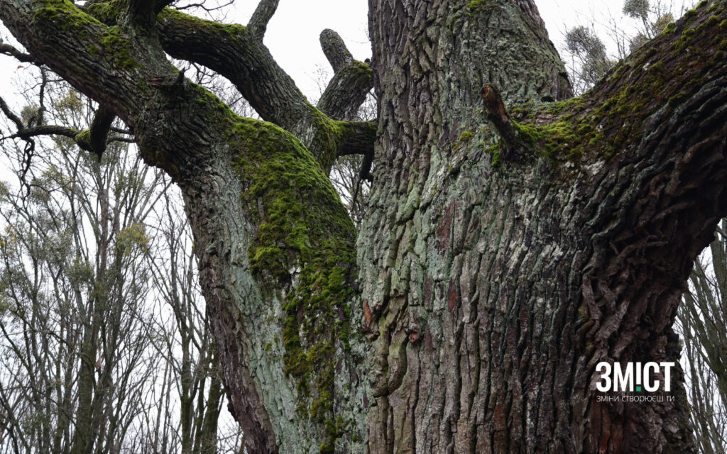 Кочубеївські дуби