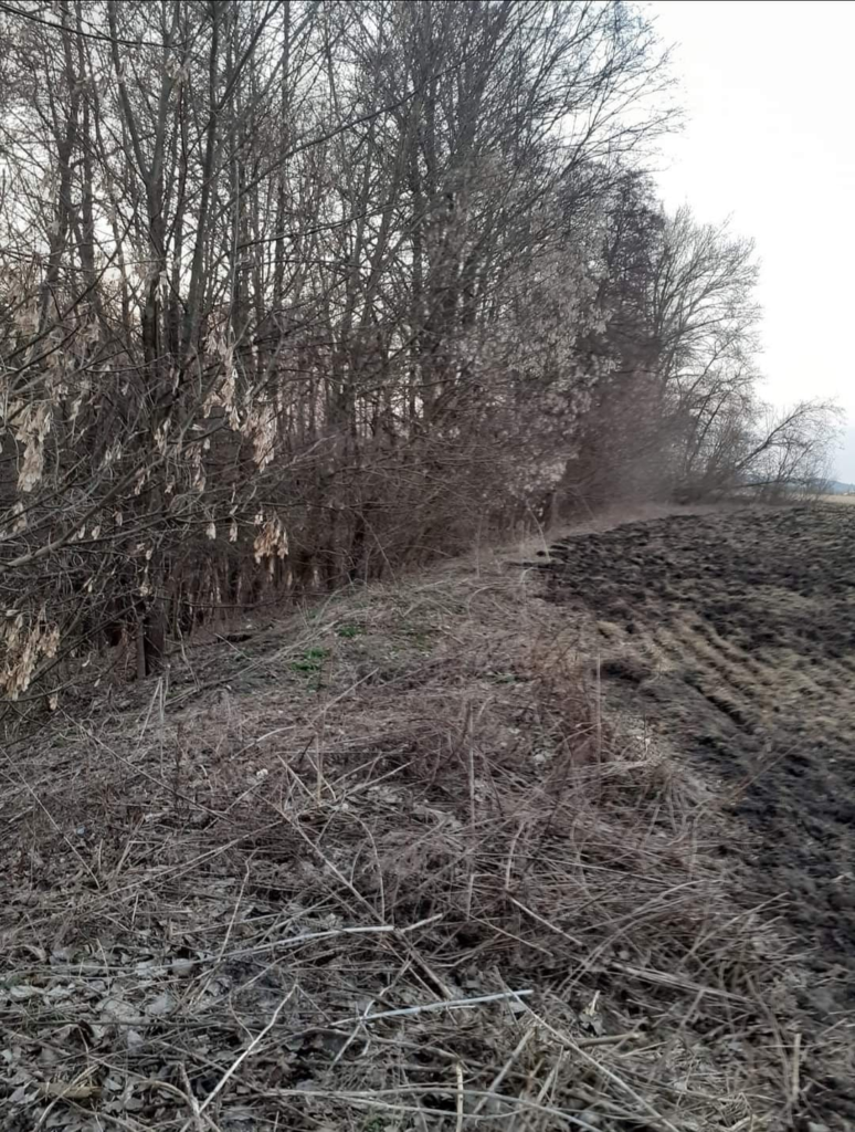 пасовища під Новими Санжарами