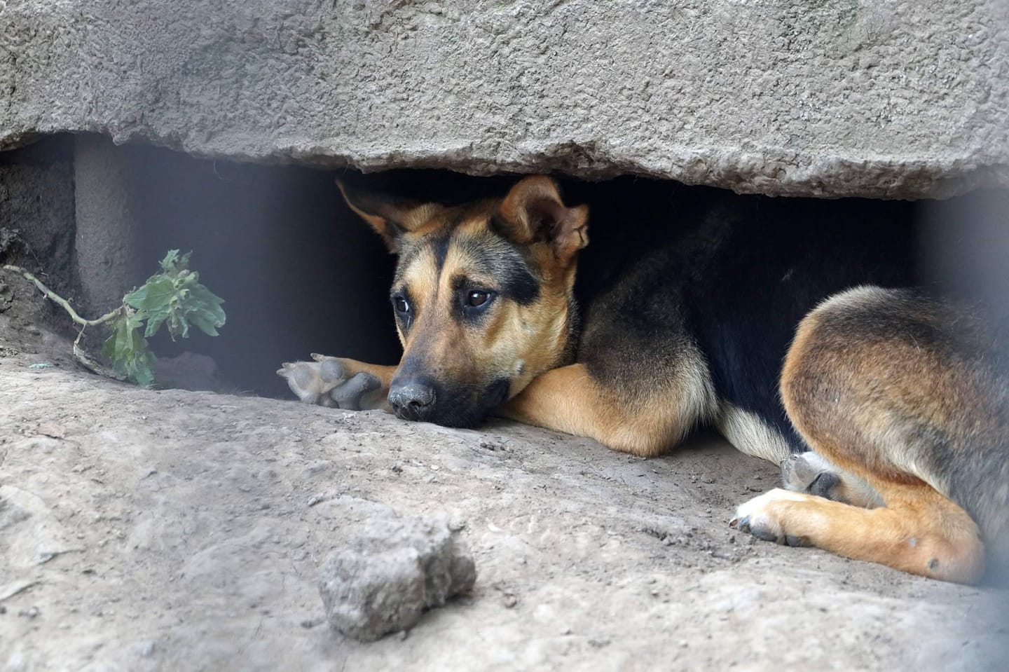 Ілюстративне фото