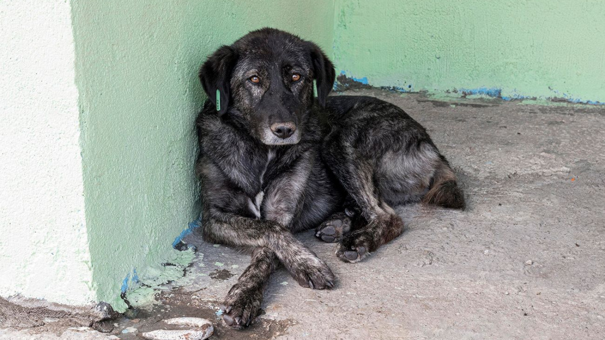 Ілюстративне фото