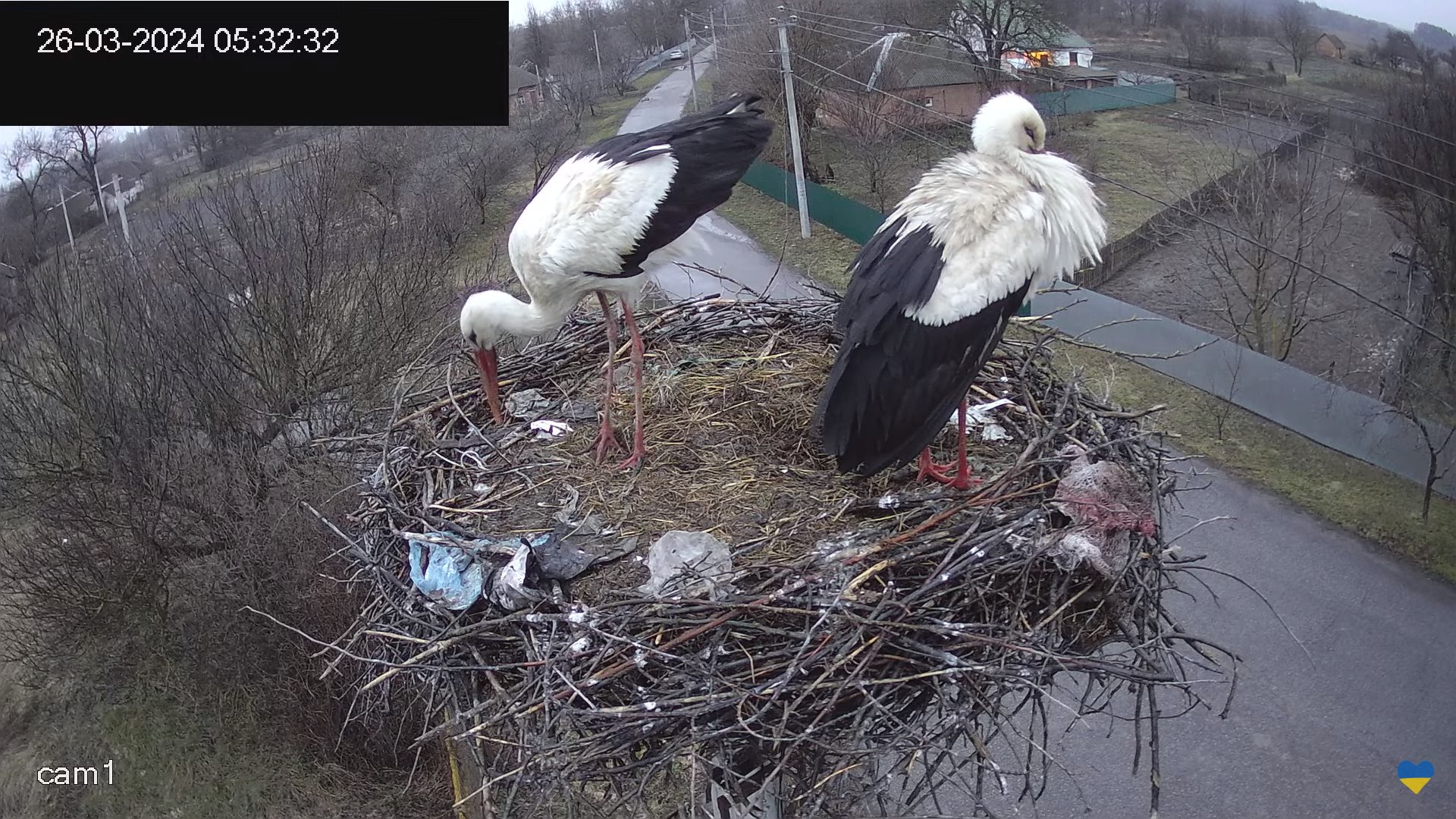 Скриншот онлайн-трансляції з гнізда лелек Грицька та Одарки