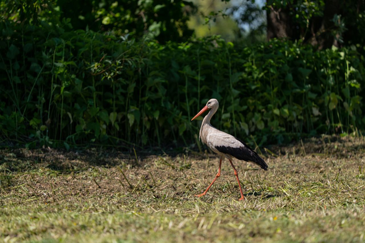 Лелеки на Полтавщині, які стали зірками