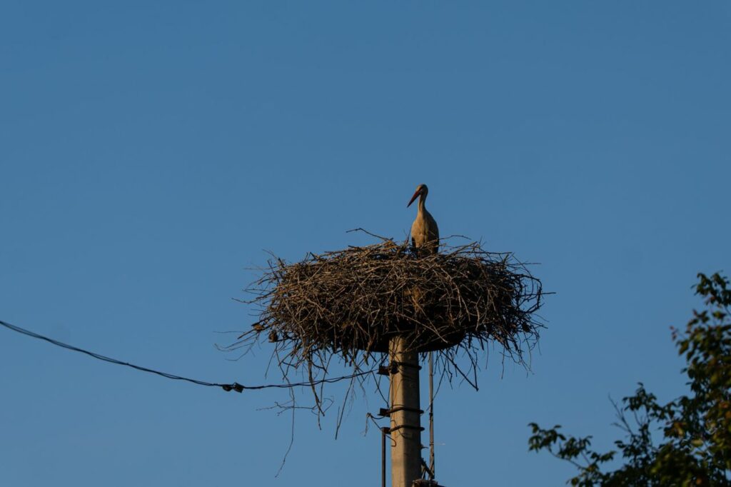 Лелека у гнізді