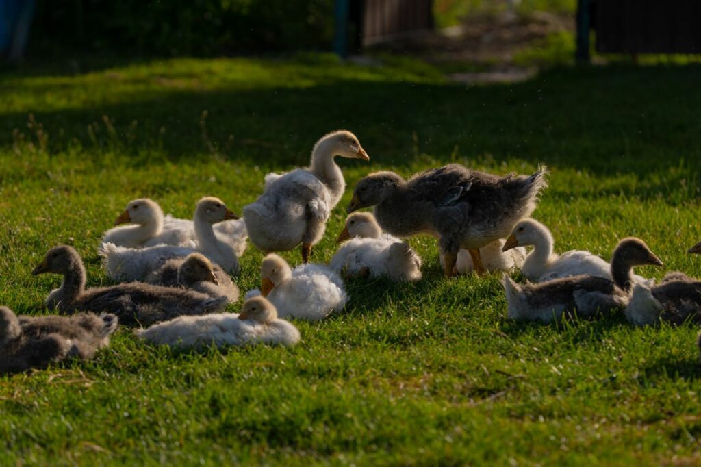 Леляки – село відомих лелек