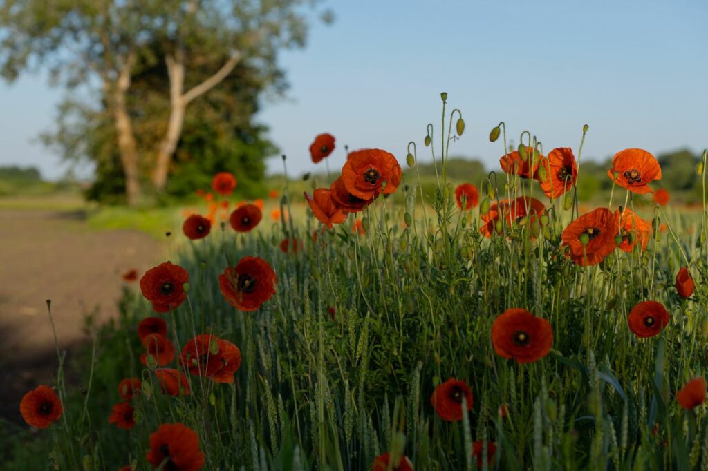Леляки – село відомих лелек