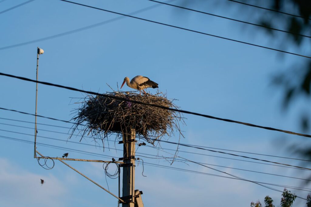 Лелеки у гнізді