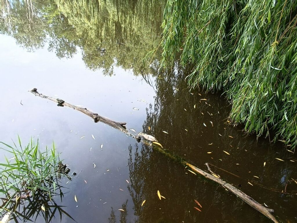 У дендропарку