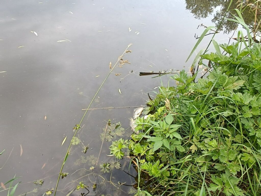 У дендропарку