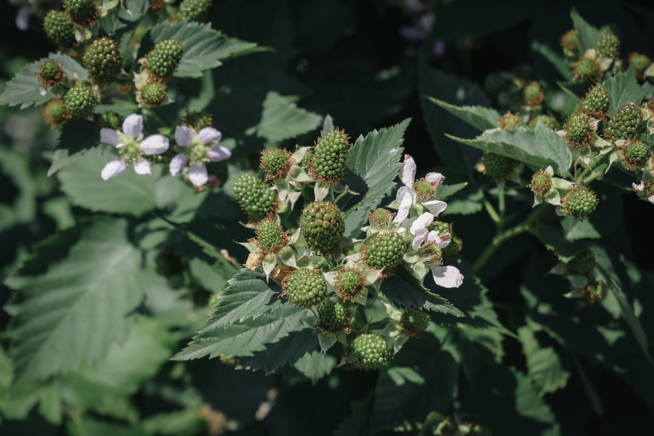 Ілюстративне фото