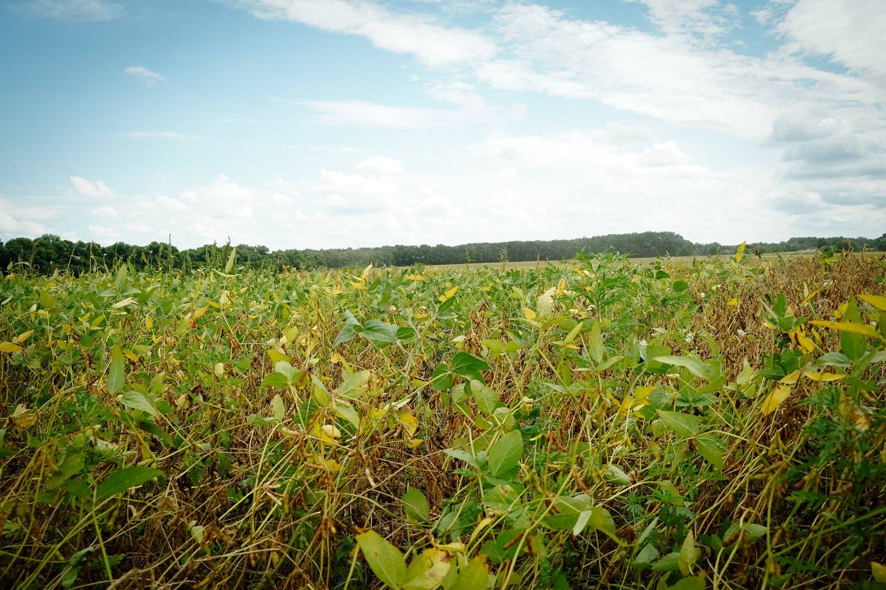 Посуха на полях Полтавщини