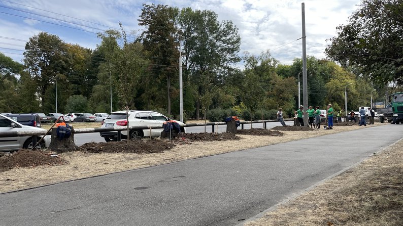 Випиляні дерева на вул. Раїси Кириченко. Фото: «Суспільне. Полтава»