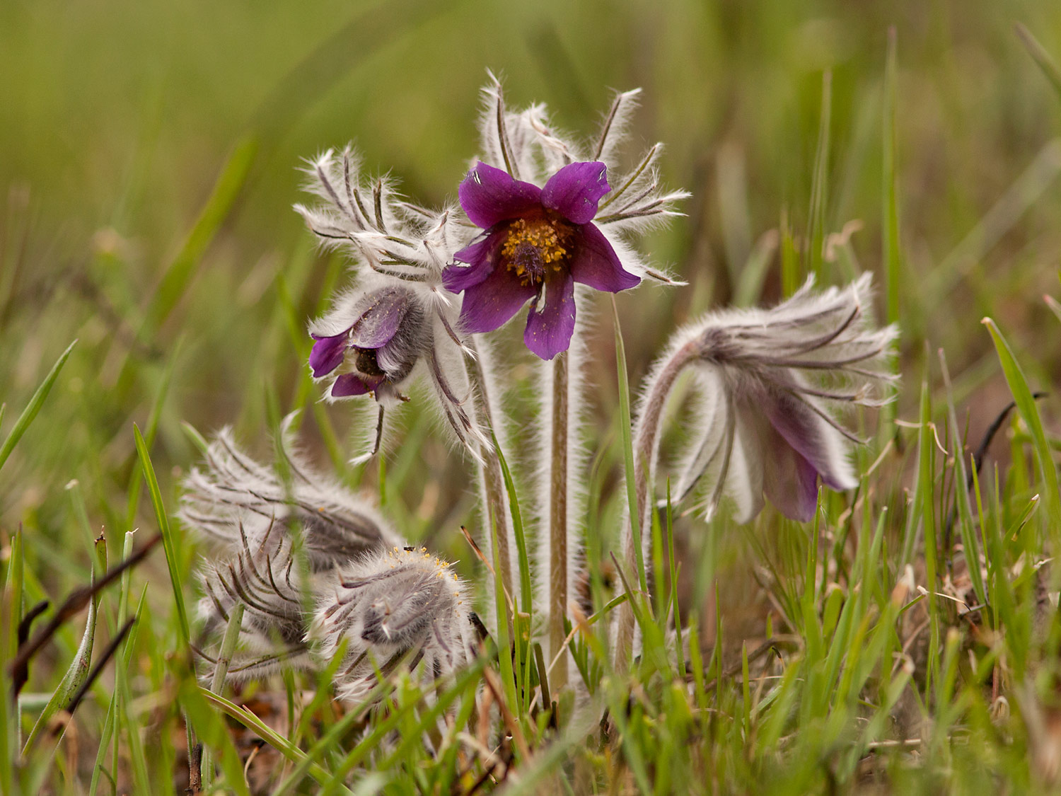 Сон чорніючий