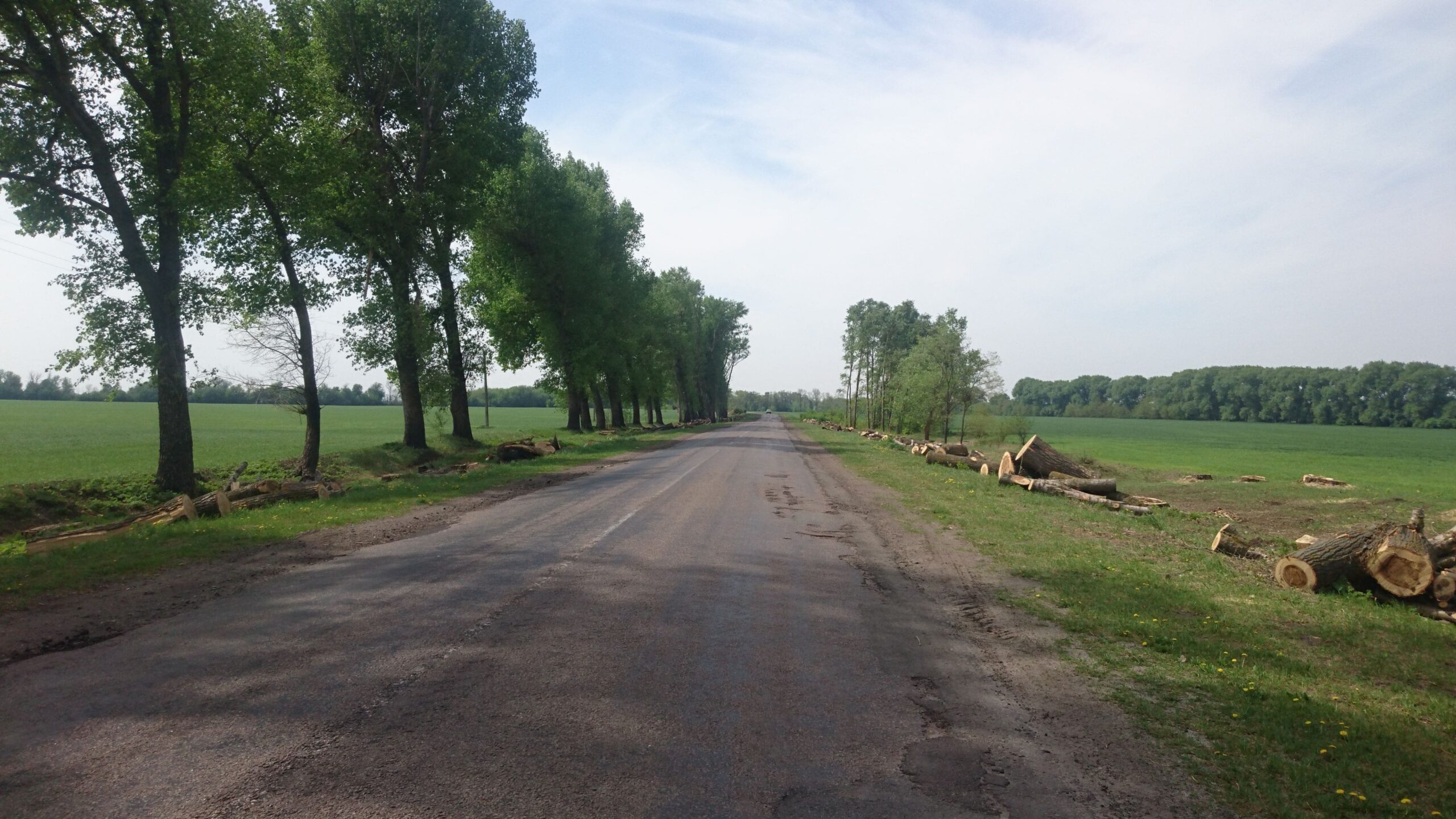 Ілюстративне фото. Вирубування лісосмуг на Київщині