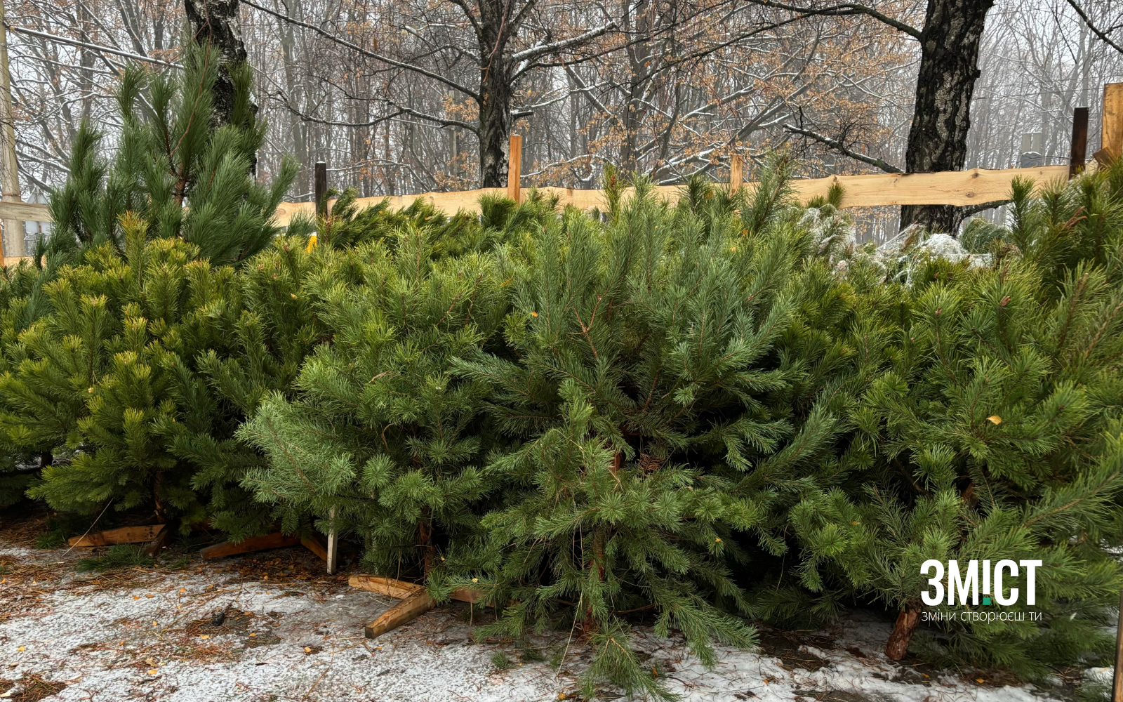Продаж ялинок у Полтаві