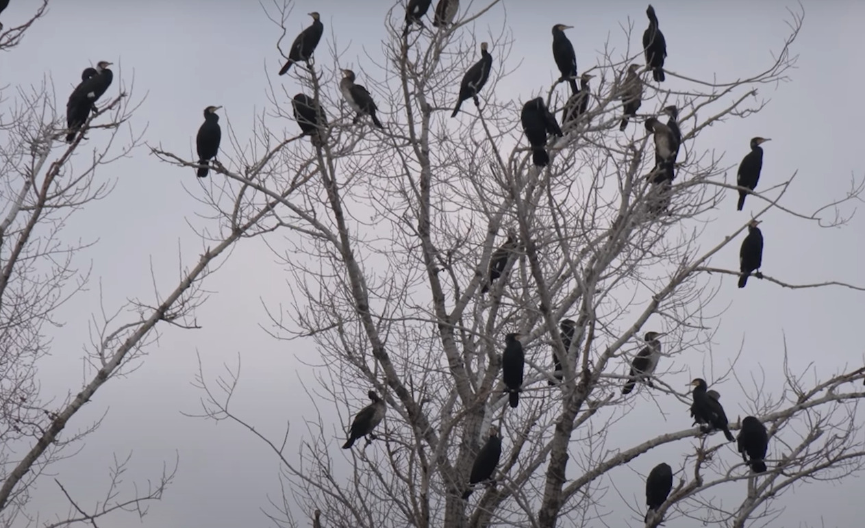 Баклани на Полтавщині