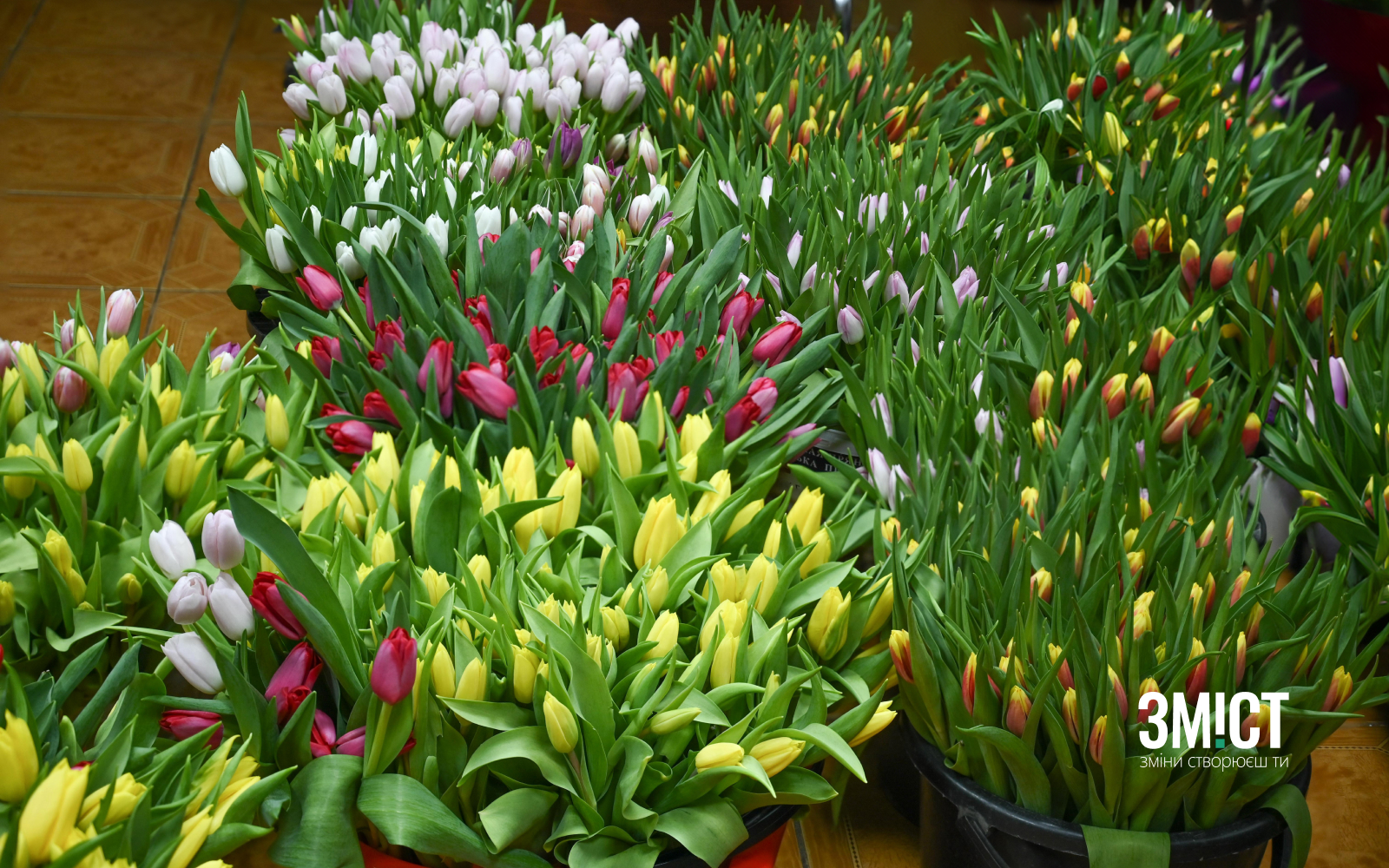 «Бандерівські тюльпани» продаватимуть у Полтаві