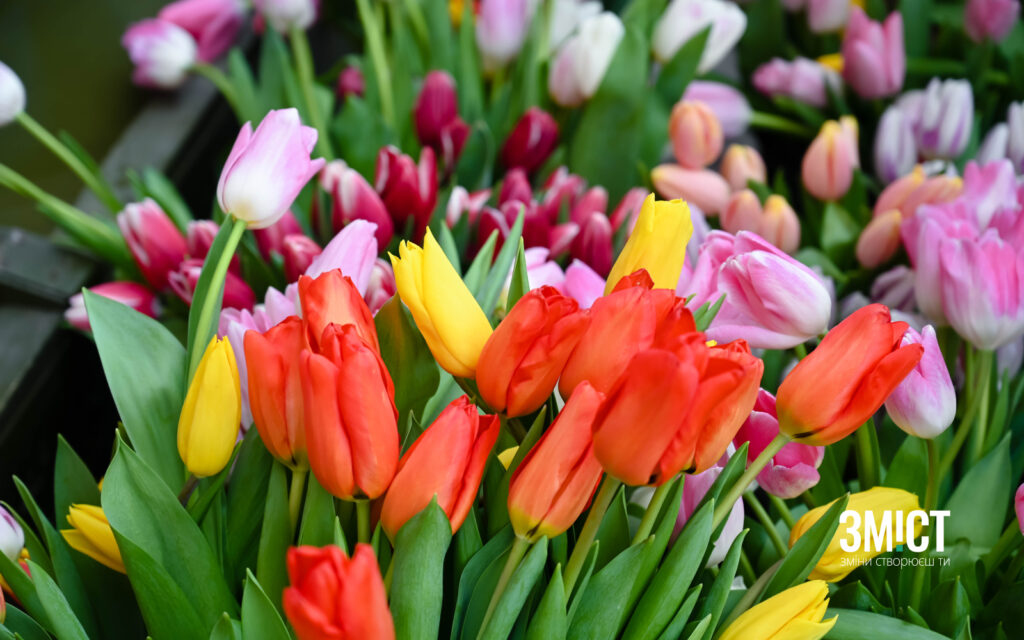 тюльпани в Полтаві