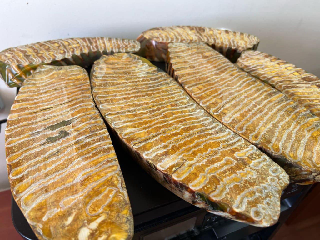 Вилучені зуби мамутів