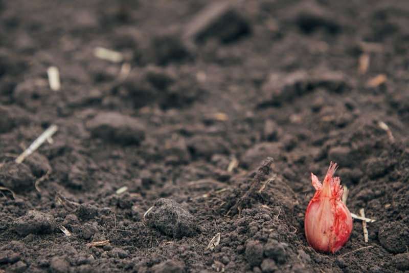 Ілюстративне фото