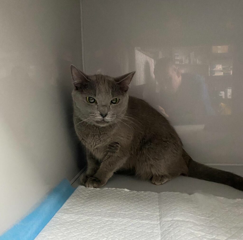 Кішка, врятована з-під завалів у Полтаві