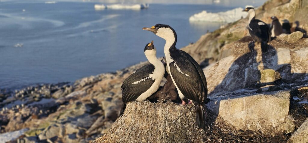 Антарктида