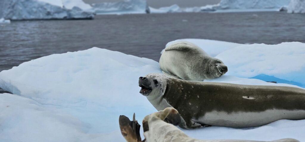 Антарктида