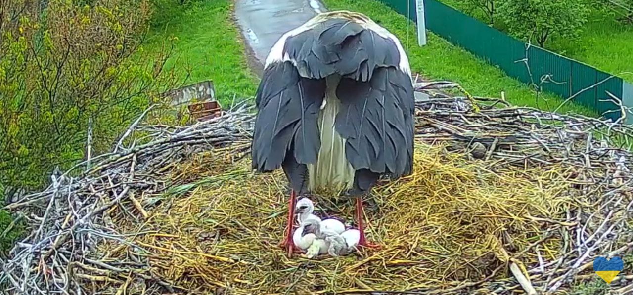 Лелека Грицик з дітьми