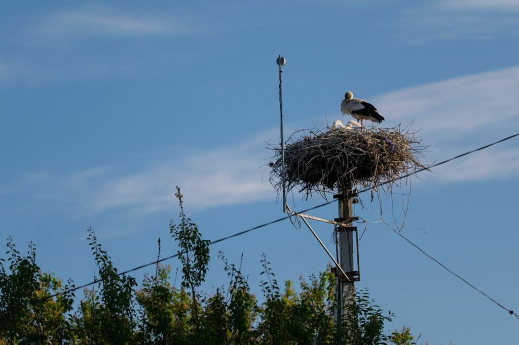 Зіркові лелеки Грицик та Одарка з Полтавщини стали батьками двох пташенят